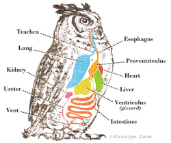 Body Systems - Spectacled Owl